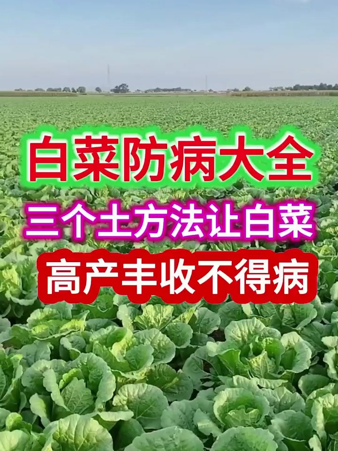 白菜防病大全,三个土方法让白菜高产丰收不得病