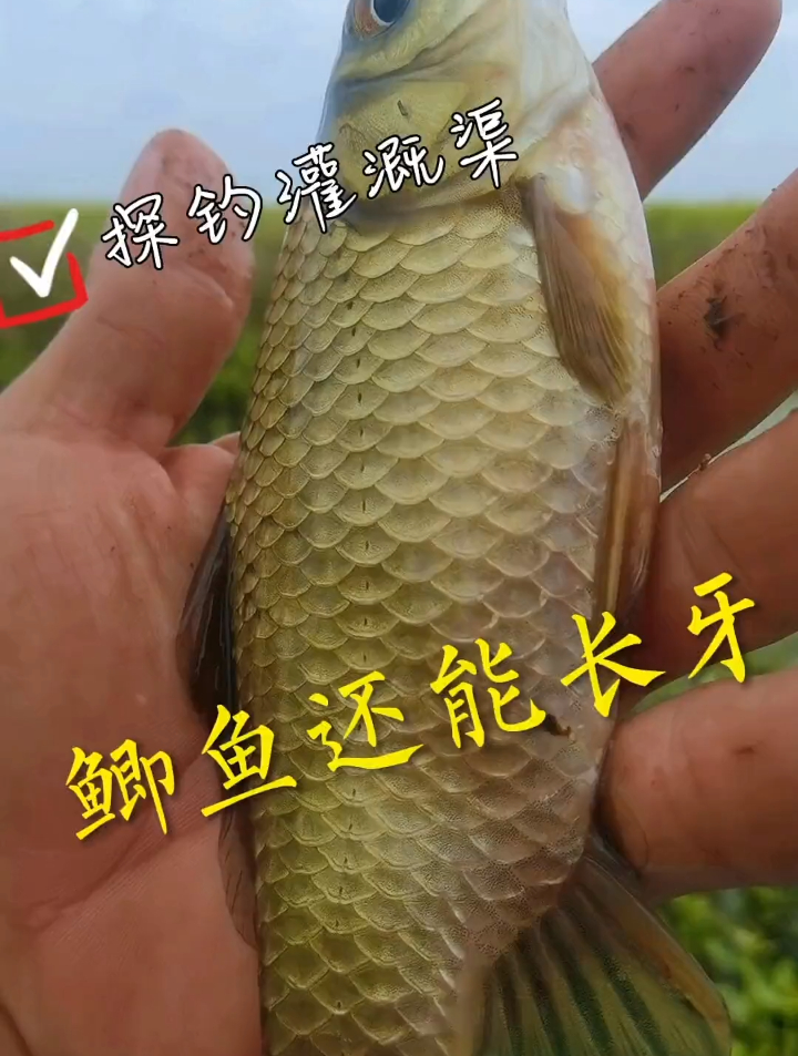 户外野钓:这鲫鱼长的是牙还是火泡?