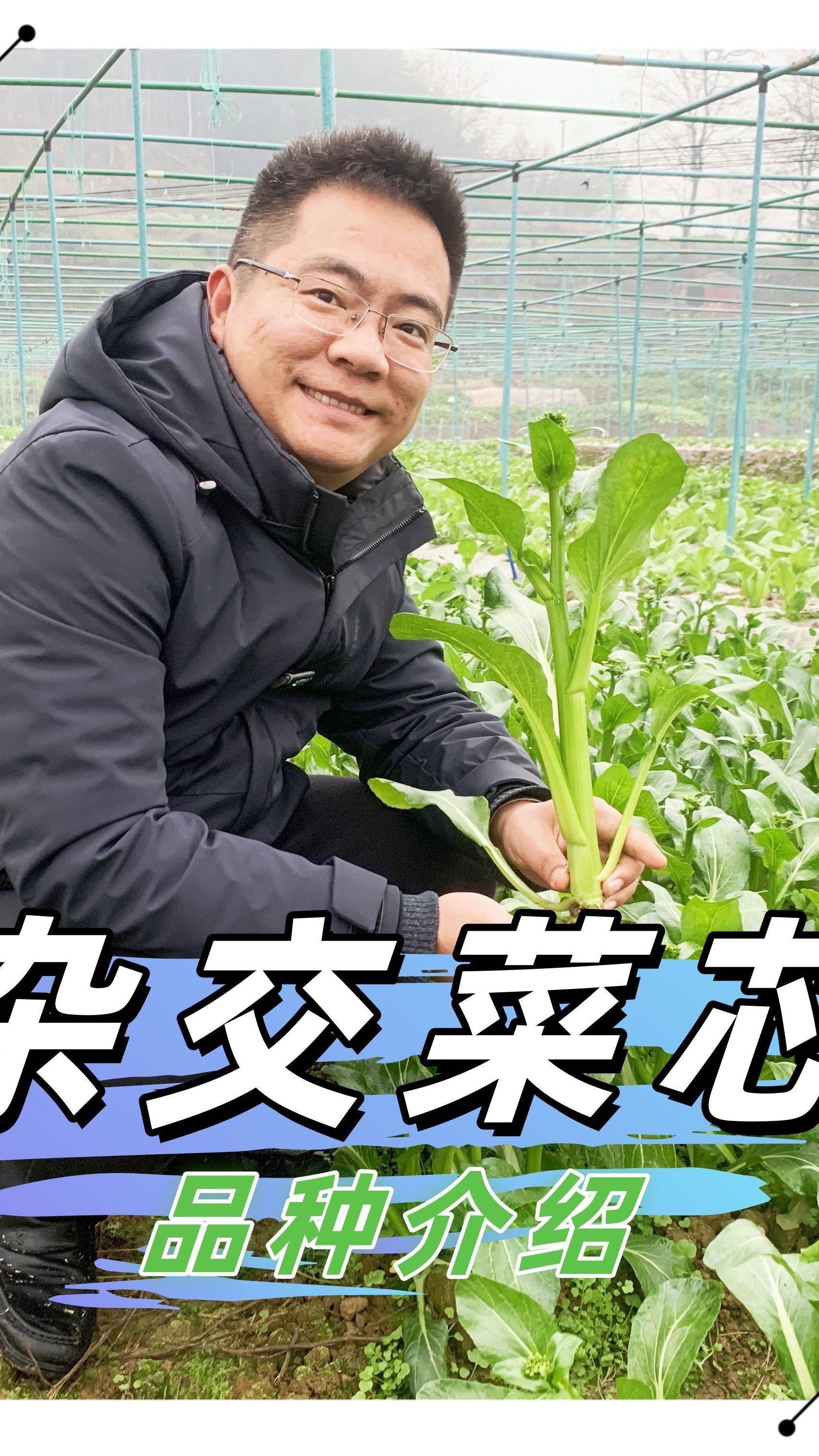 杂交菜心品种讲解