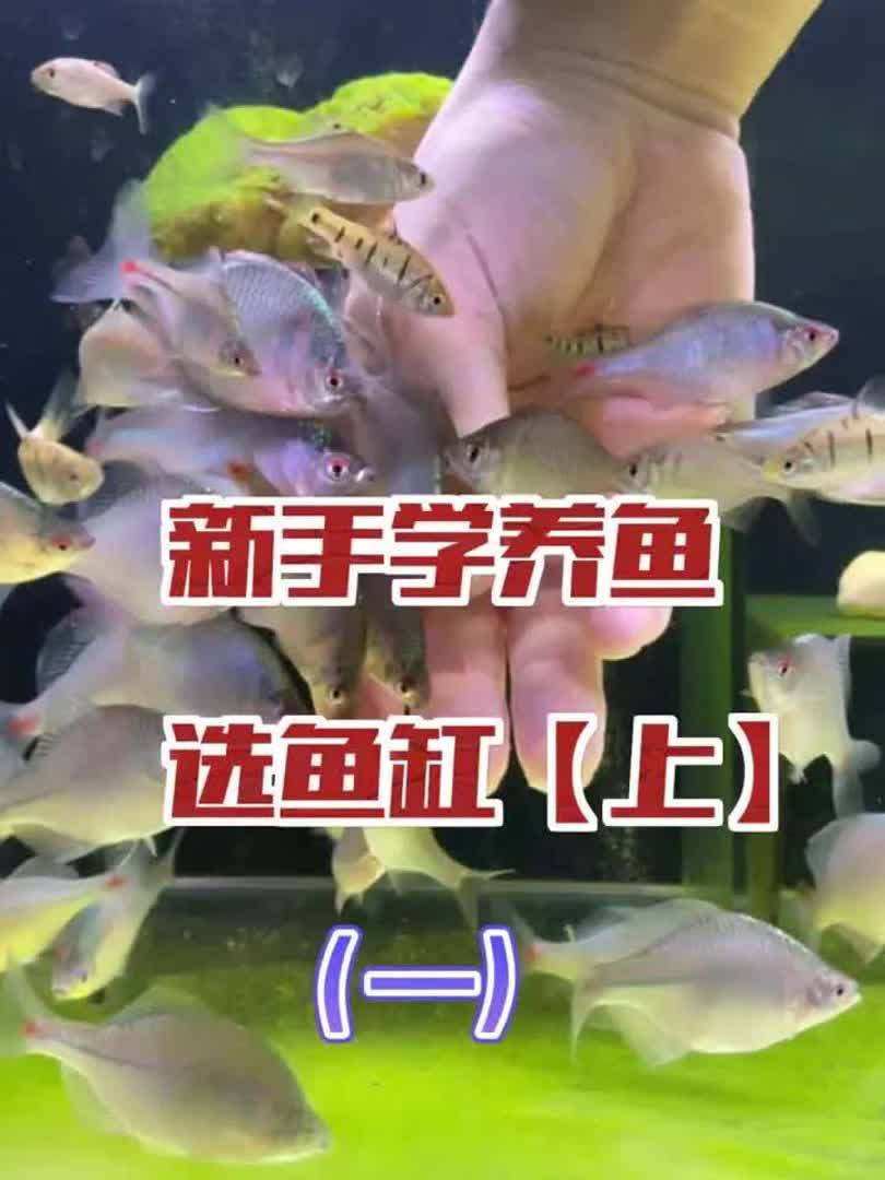 从0开始学养鱼「第一节」鱼缸款式的选择!你还在发愁买什么缸?