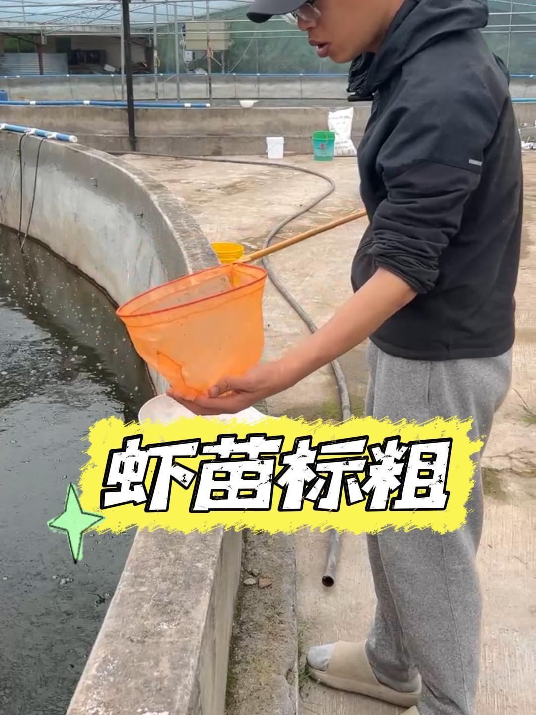 虾苗最新状态!南美白对虾