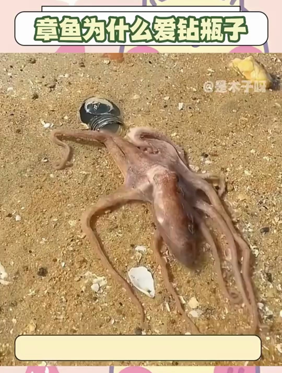 章鱼为什么爱钻瓶子你知道吗?