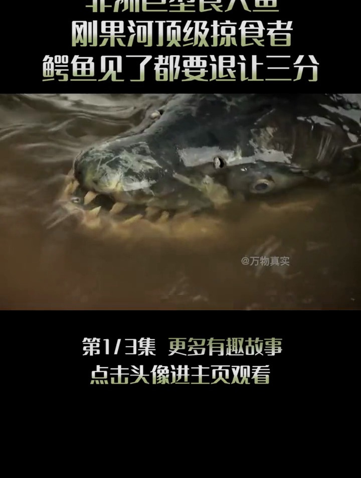 非洲刚果河的顶级掠食者,鳄鱼都要退让三分(1)
