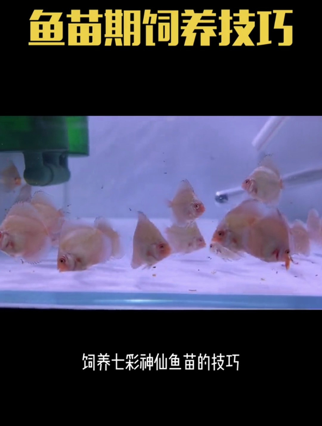七彩神仙鱼,鱼苗期饲养技巧