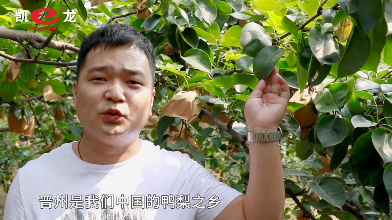拥有“中国皇冠梨之乡”美誉的晋州,都是这样种植皇冠梨的