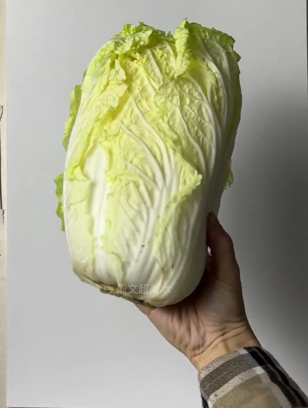 大白菜画法零基础学画画 美术 素描 周文超美术