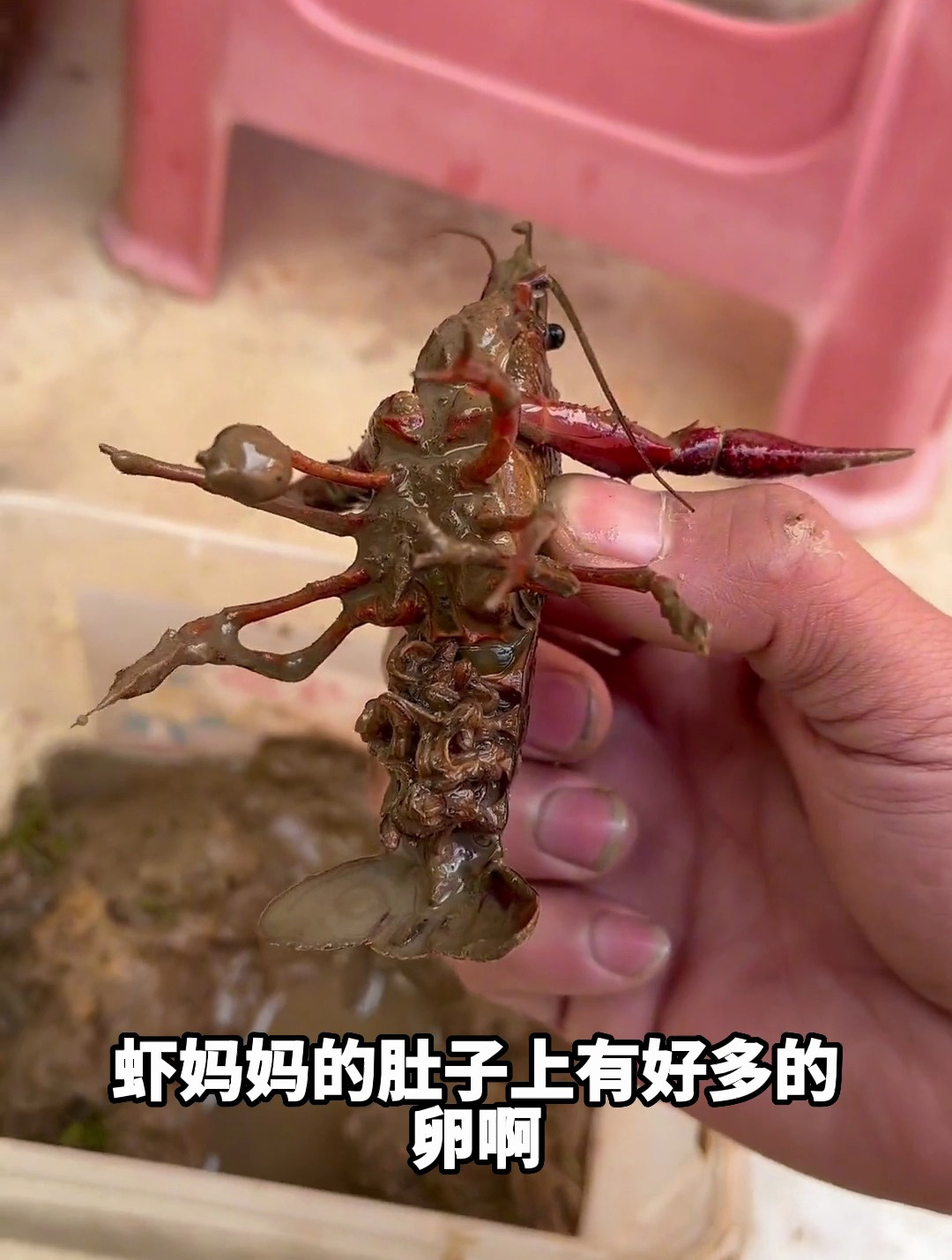 一夜之间小龙虾生了30多只宝宝,出去抓点鱼给他们补充营养