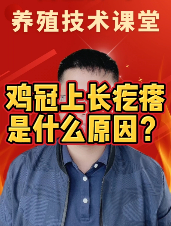 鸡冠上长疙瘩是什么原因?为什么鸡冠上,鸡头上长疙瘩?