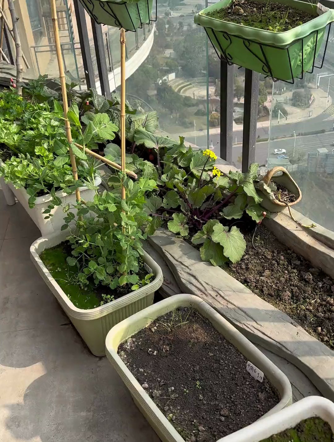 今日晚餐:外婆菜炒鸡蛋、红菜苔、酸菜苦笋肉片汤