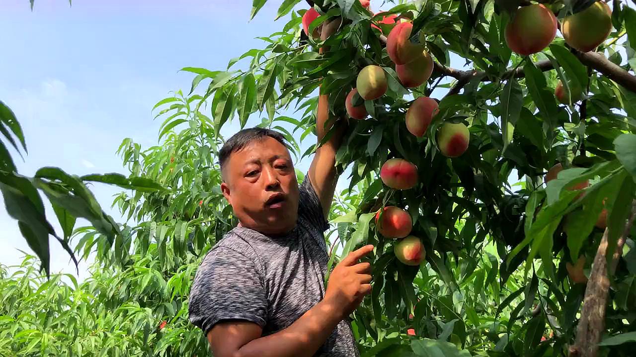 [图]这片桃园堪称示范园,管理到位满树都是精品果,值得收藏