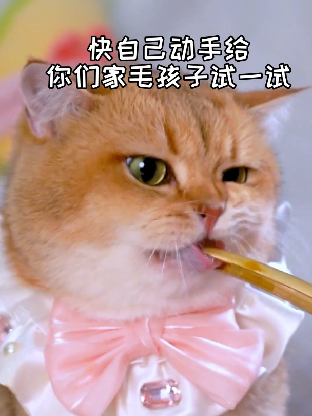 千万别给猫猫吃生骨肉了,不然……