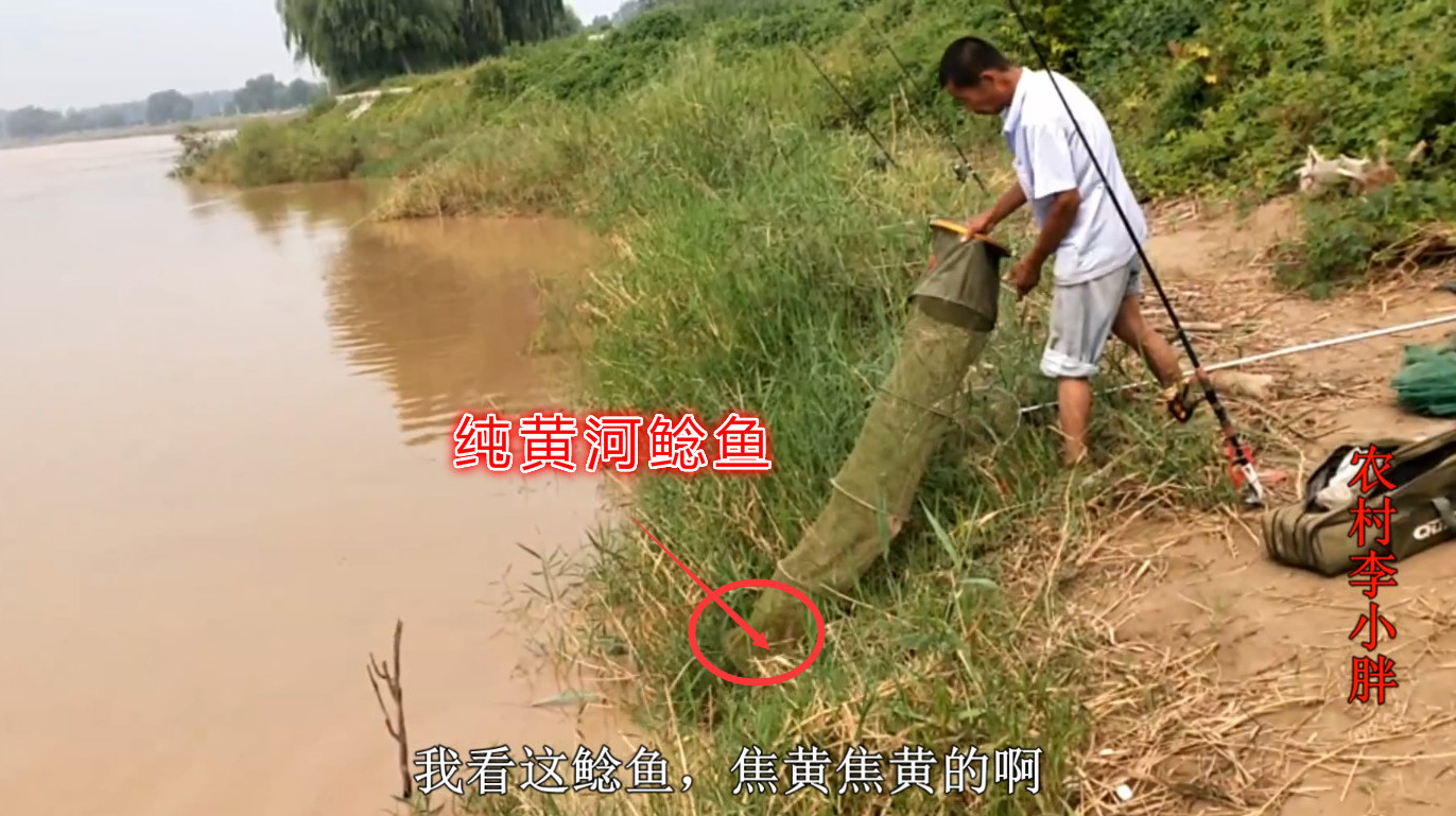 黄河鲶鱼啥模样?大哥钓上大鲶鱼,颜色焦黄太吸引人,头一回见