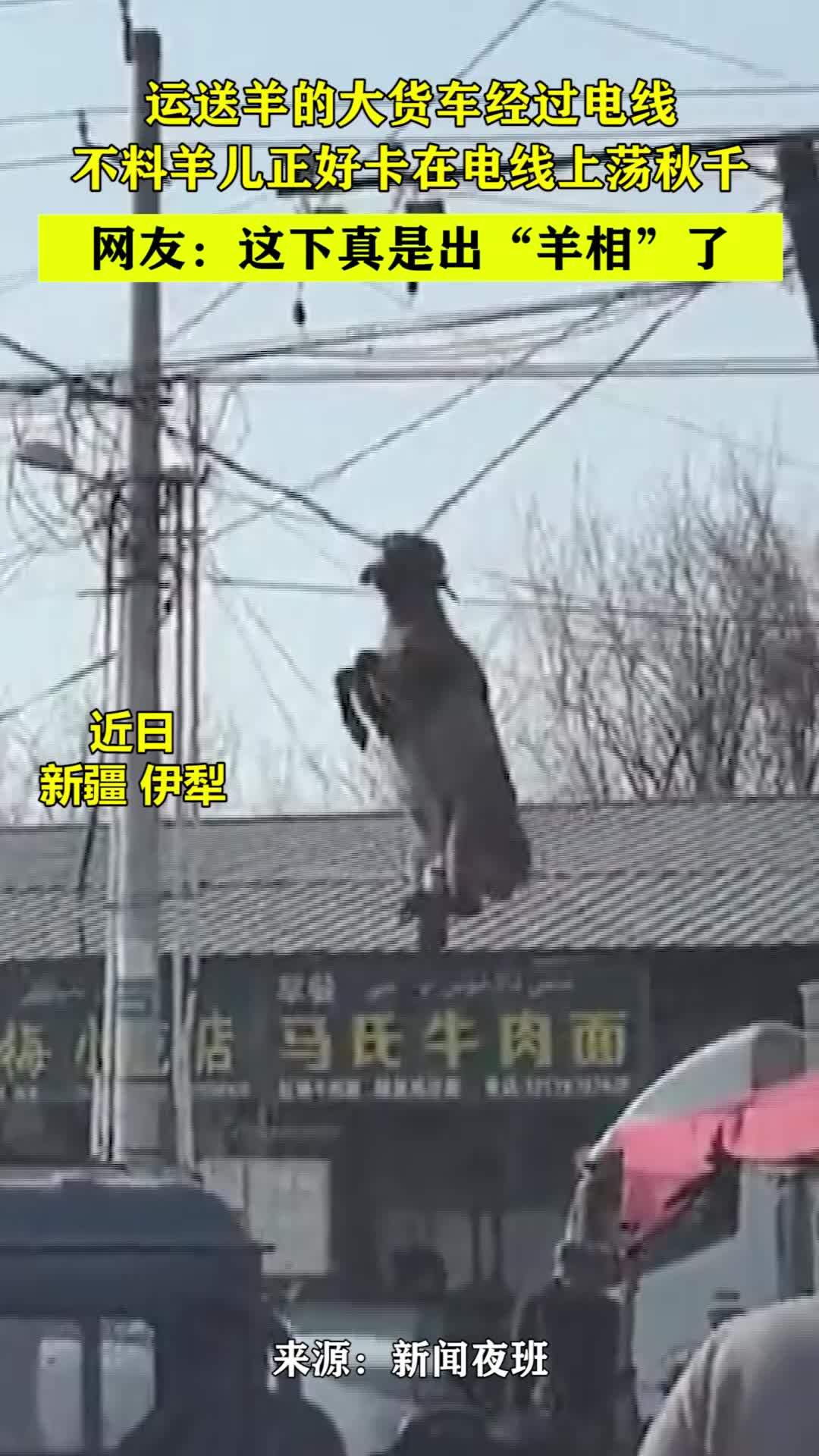 运送羊的大货车经过电线,不料羊儿正好卡在电线上荡秋千
