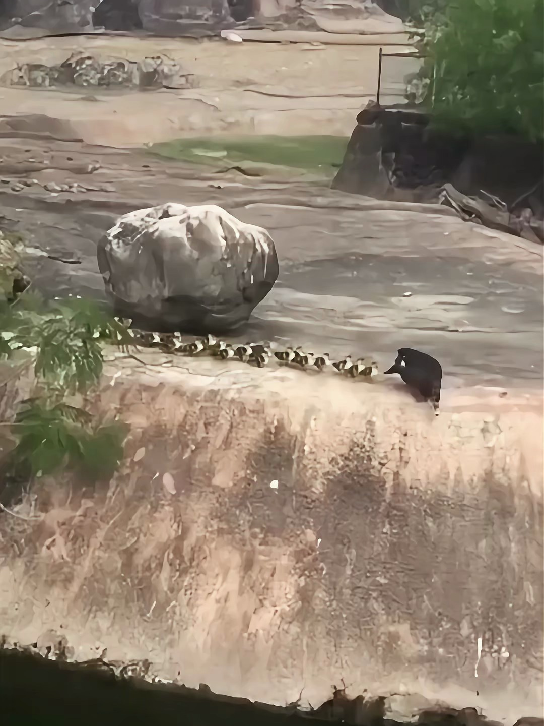 鸭妈妈带一群小鸭子来练习游泳,小鸭子们由于害怕,不敢下水