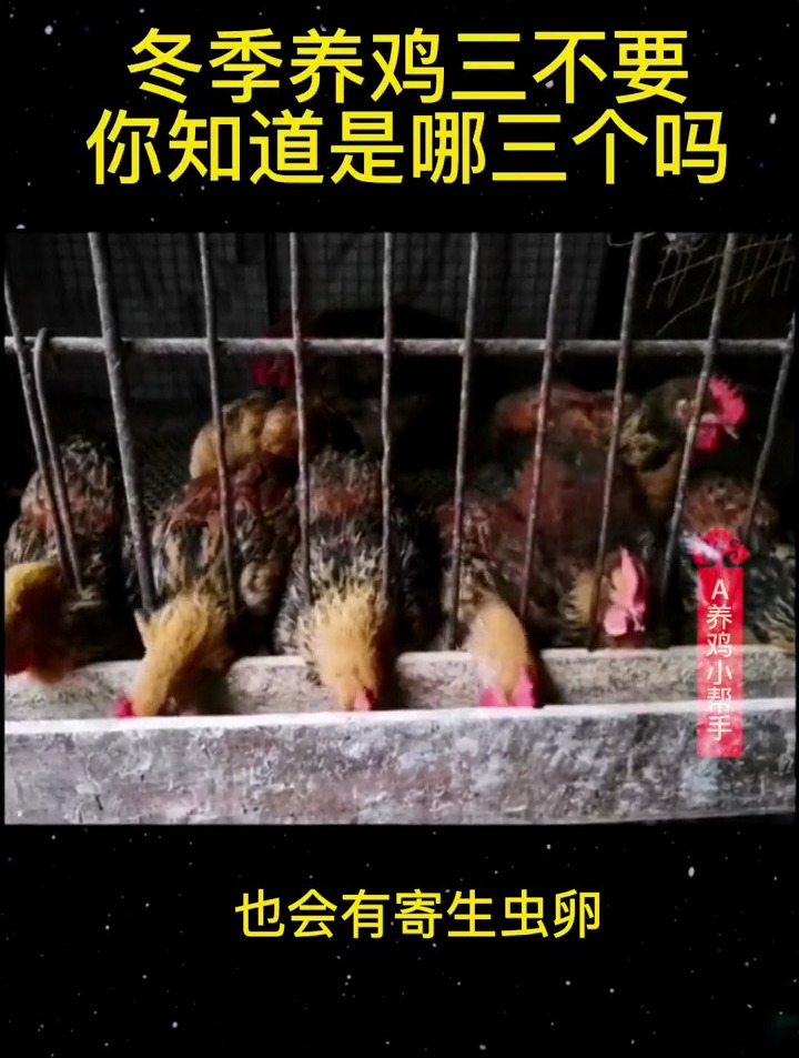 冬季养鸡三不要,知道是哪三不要吗?农村散养土鸡 养鸡