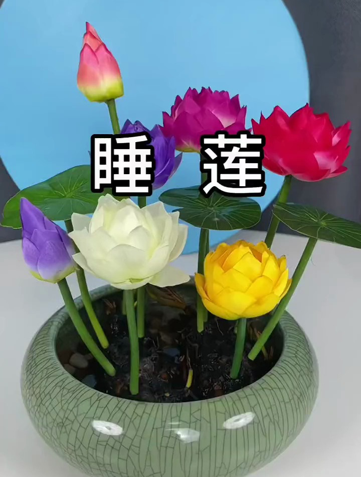 把睡莲根块放在闲置的鱼缸或者盆里,您就会得到一盆美丽的睡莲花