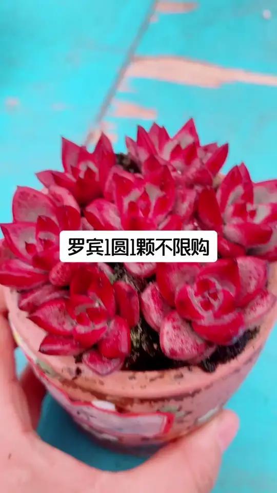 罗宾多肉,冬日云系的温柔守护者