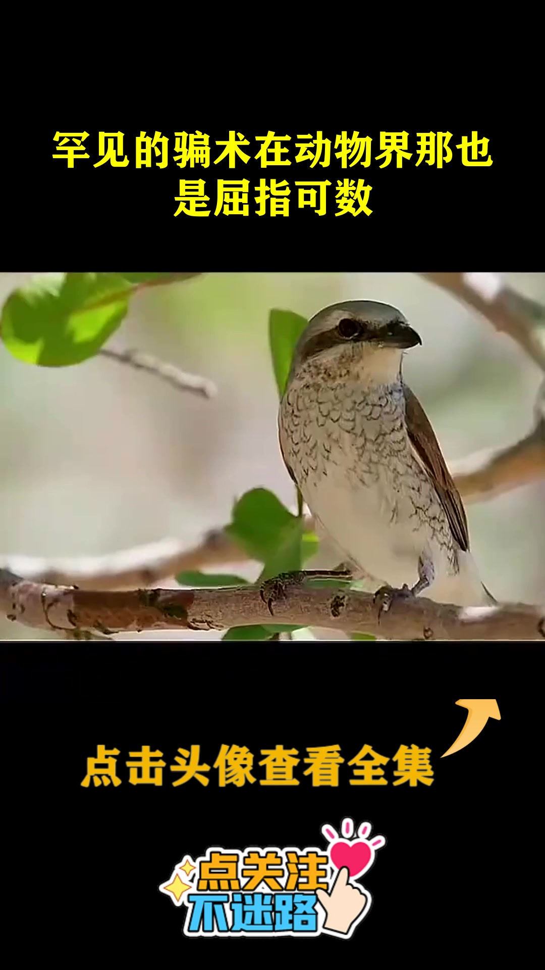罕见的骗术在动物界那也是屈指可数