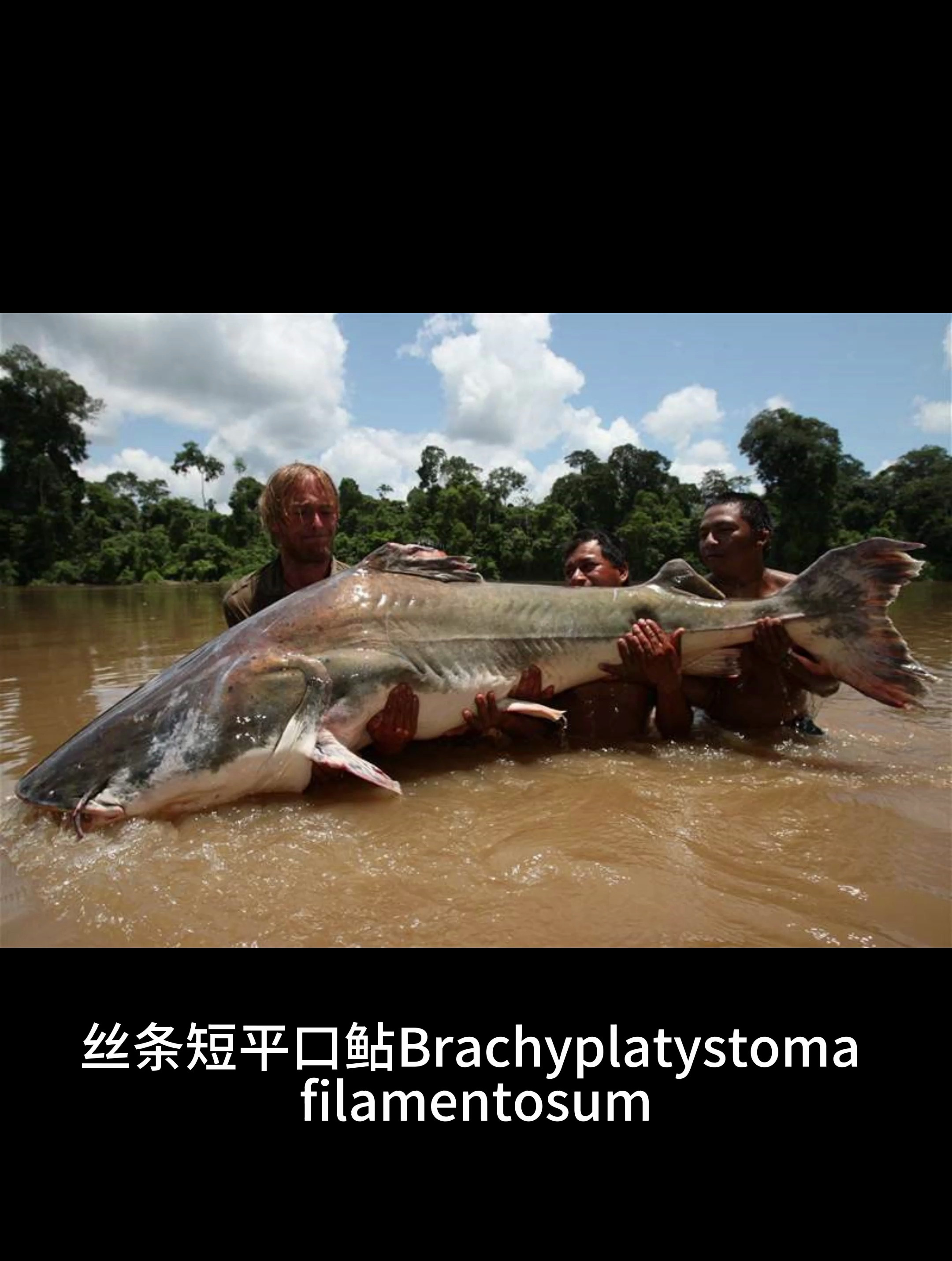 亚马逊最大鲶鱼——撒旦鸭嘴