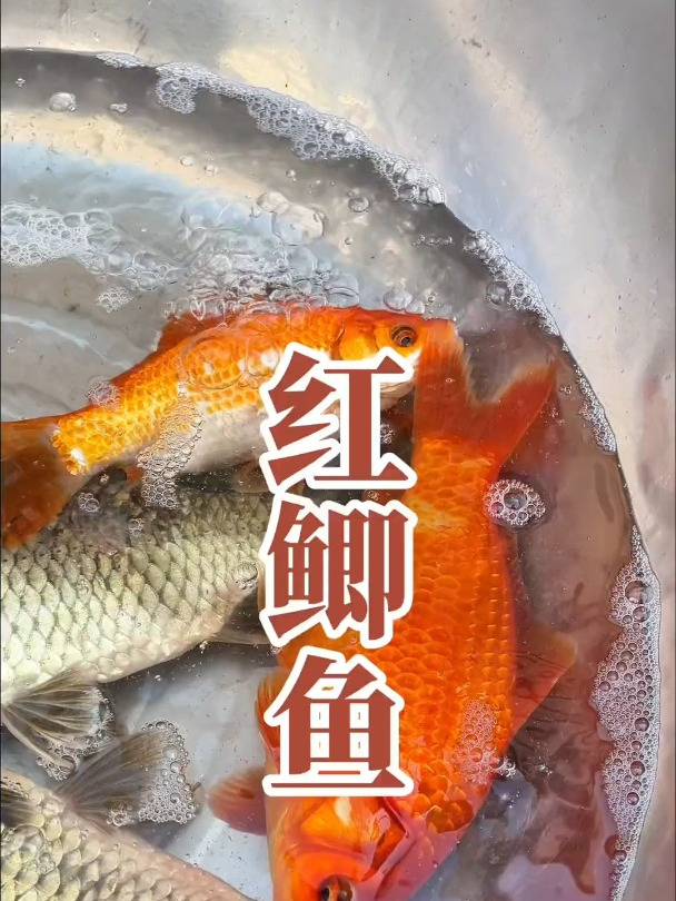 今天菜市场大哥教我做红鲫鱼,你们吃过这种颜色的鲫鱼吗?