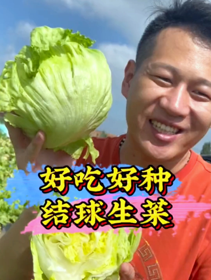 外脆里甜的结球生菜不是普通生菜，生长期短。种植方法简单易学 ~