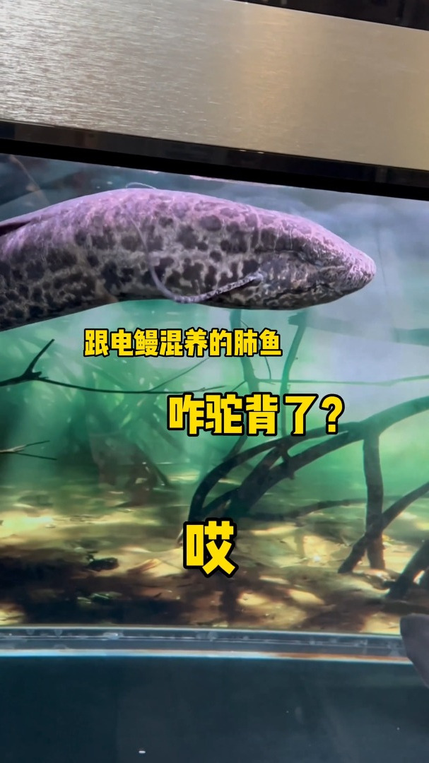 肺鱼混养电鳗结局令人震惊