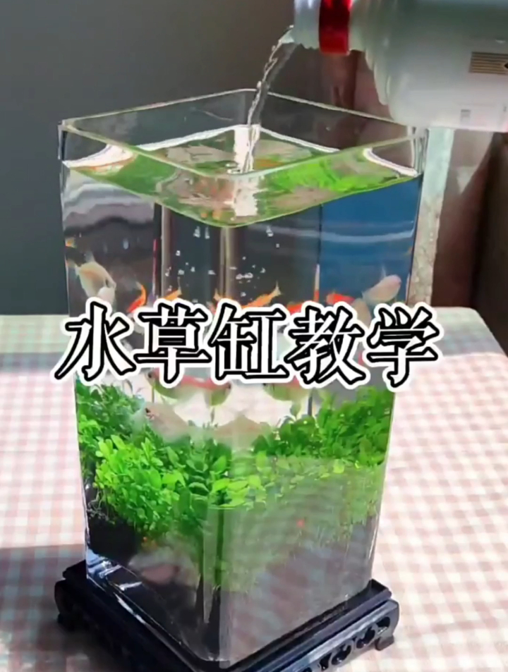 无过滤不打氧的鱼缸是什么原理?治愈又解压,生态草缸种植教程