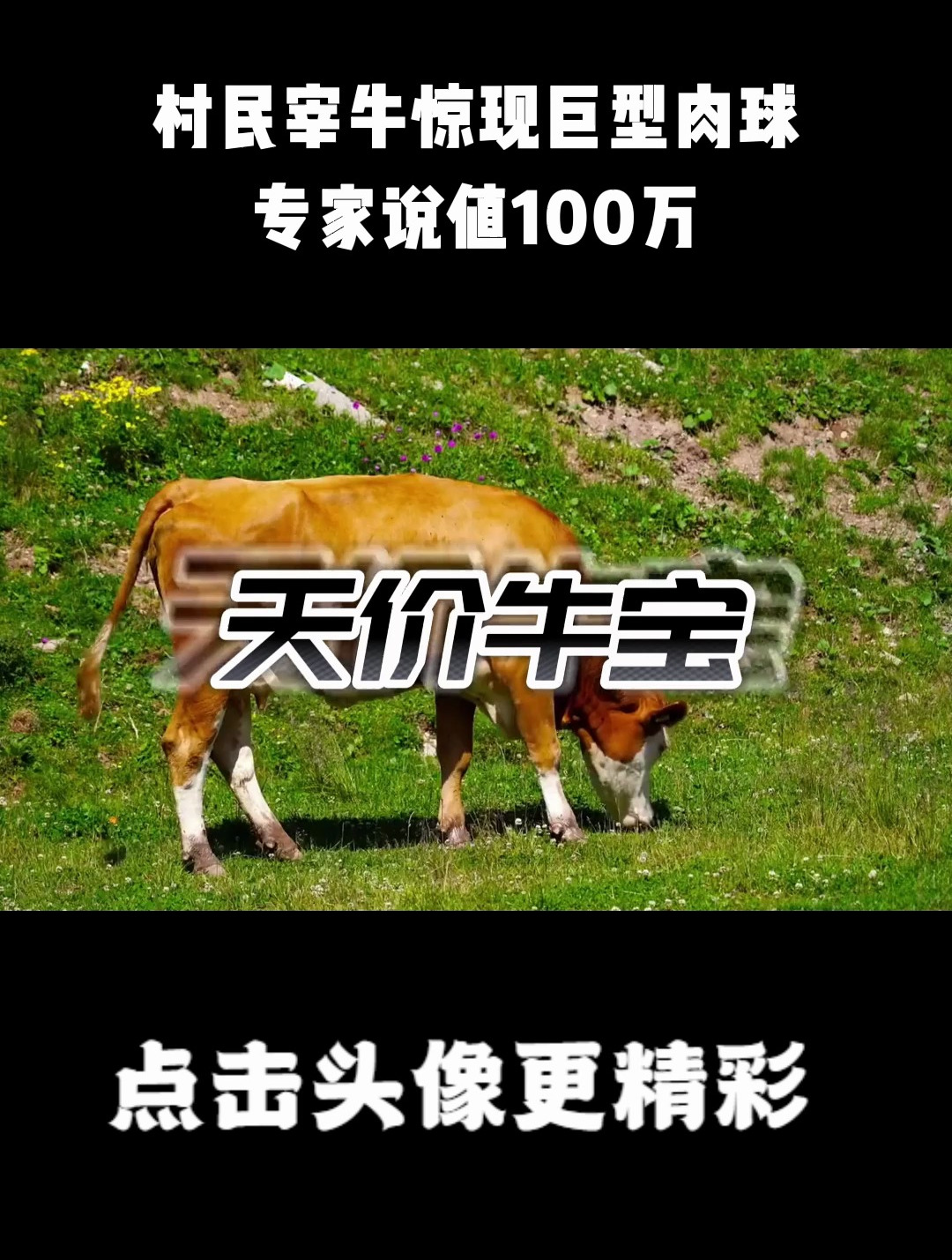 村民宰牛惊现巨型肉球,专家说值100万,村民:罕见珍宝绝对不卖