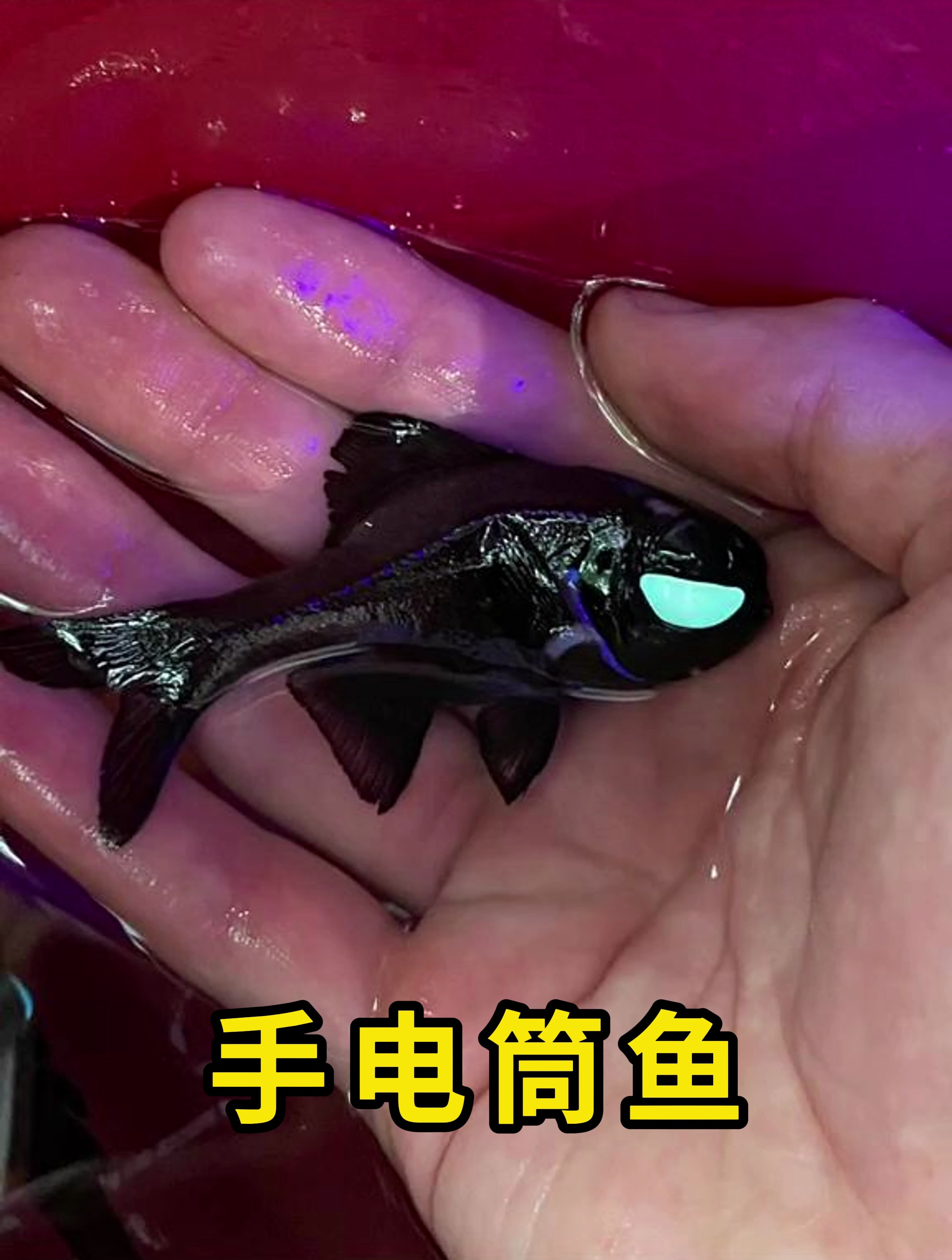 手电筒鱼,眼睛会发光的鱼类!