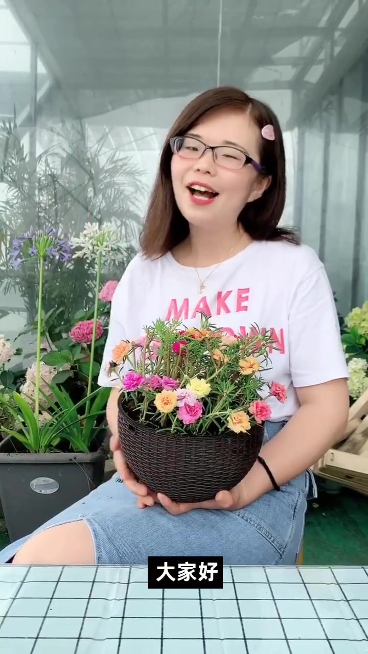 两集连播|耐热耐旱耐贫瘠花中不死鸟太阳