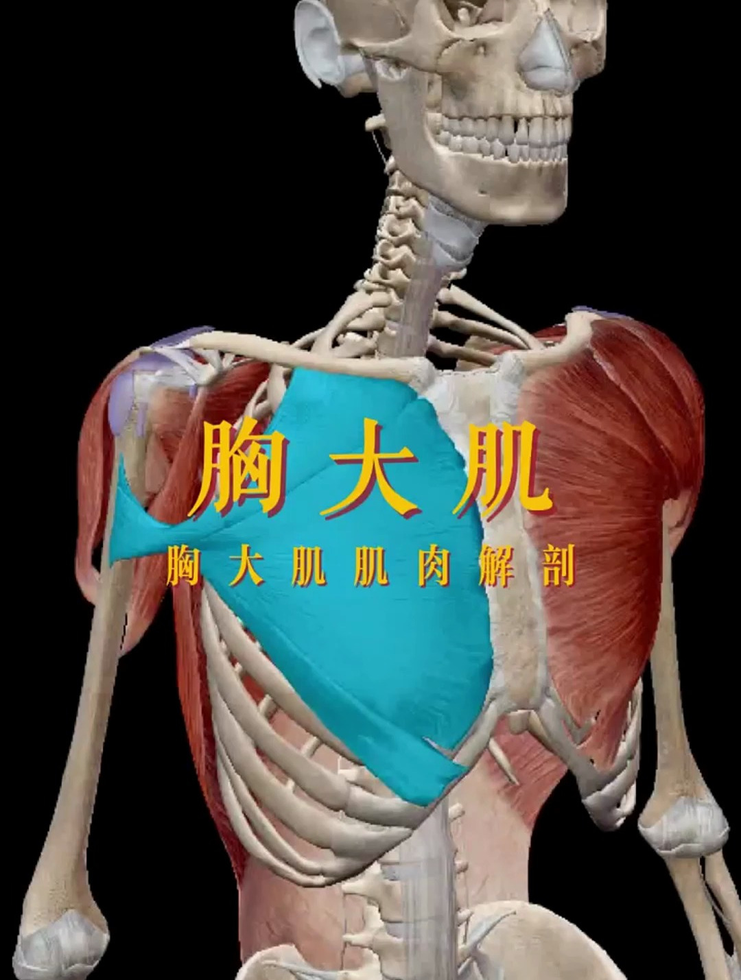 人体解剖学——胸大肌