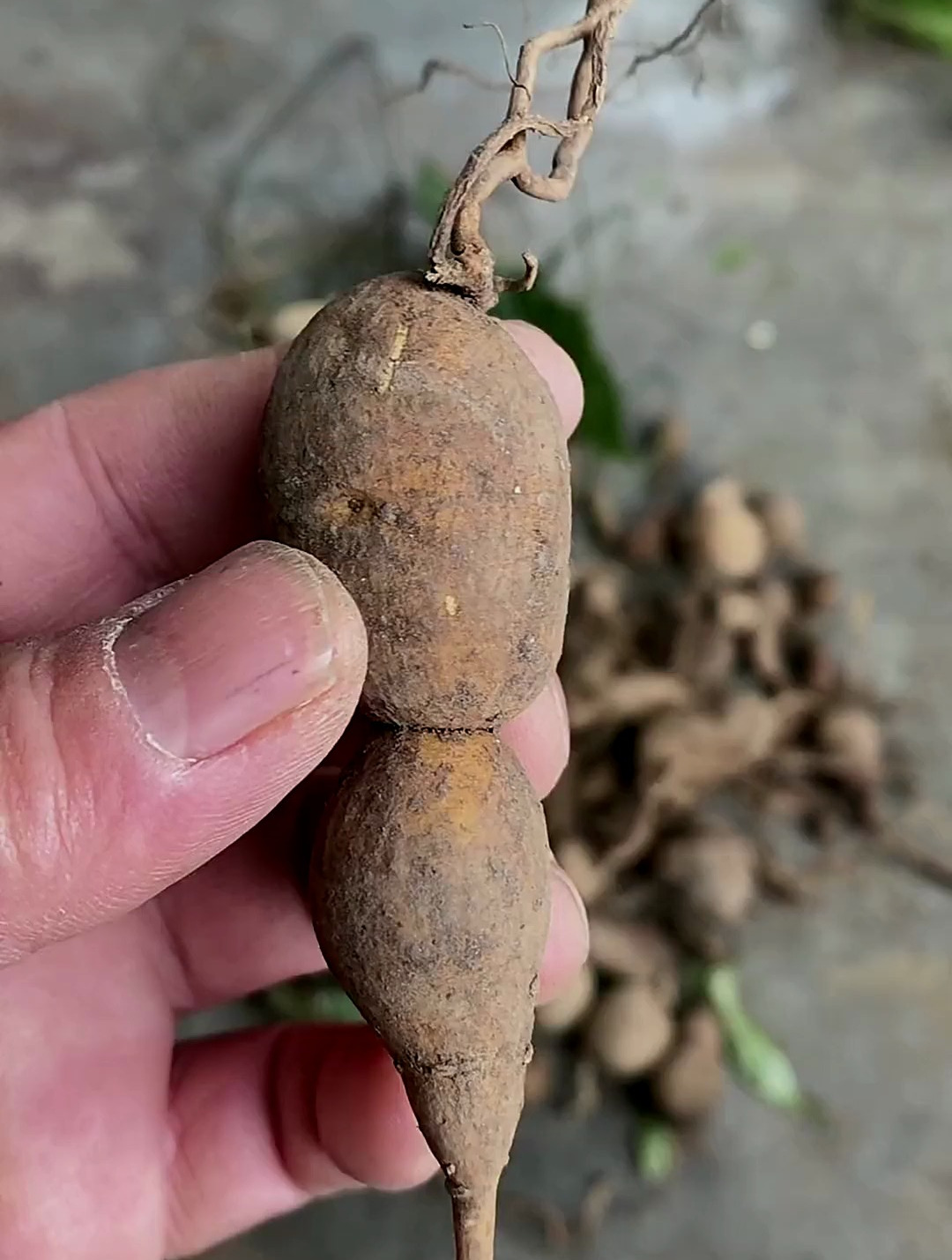 地苦胆山慈菇青鱼胆青牛胆都是它……