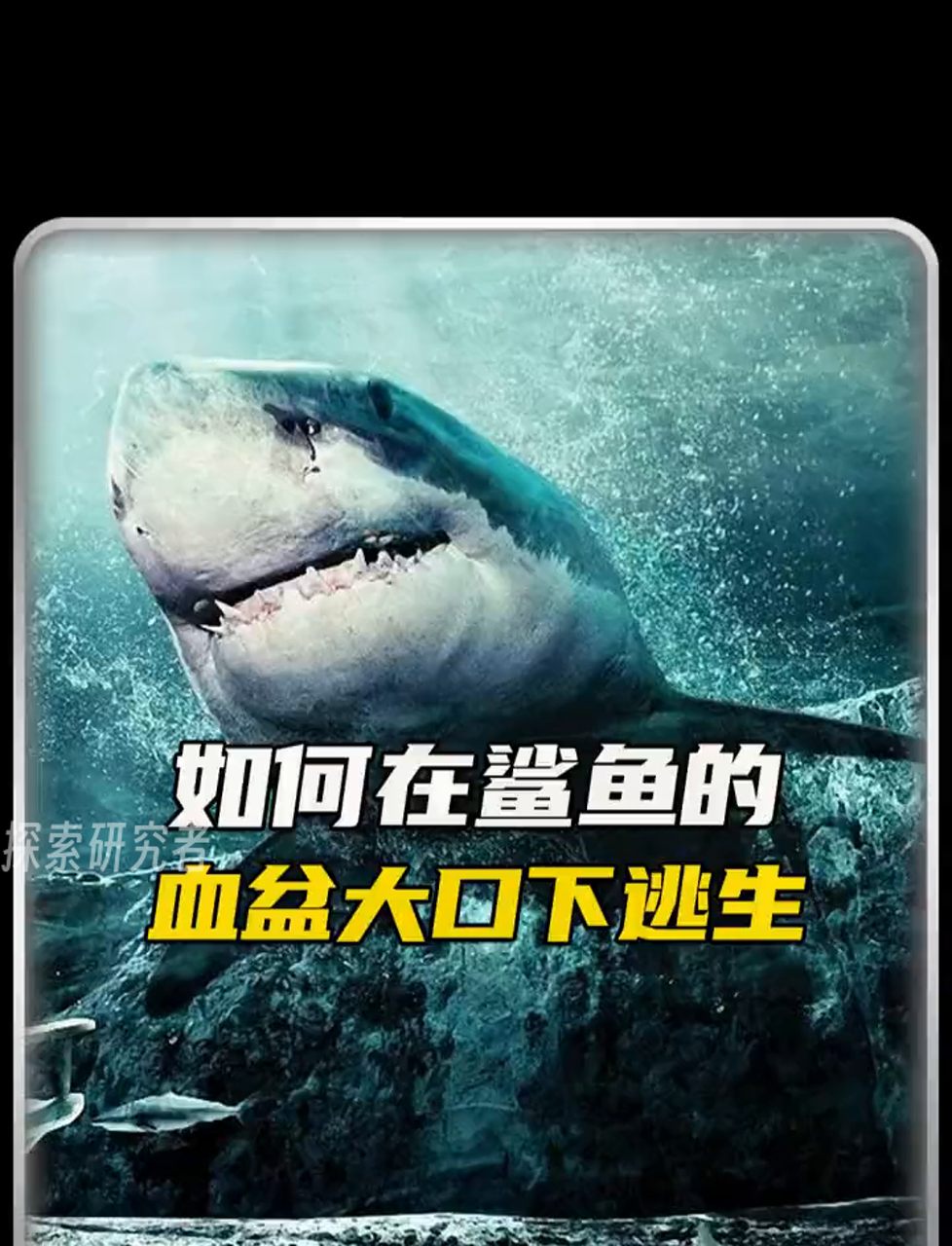 怎么从鲨鱼嘴里逃出生天?