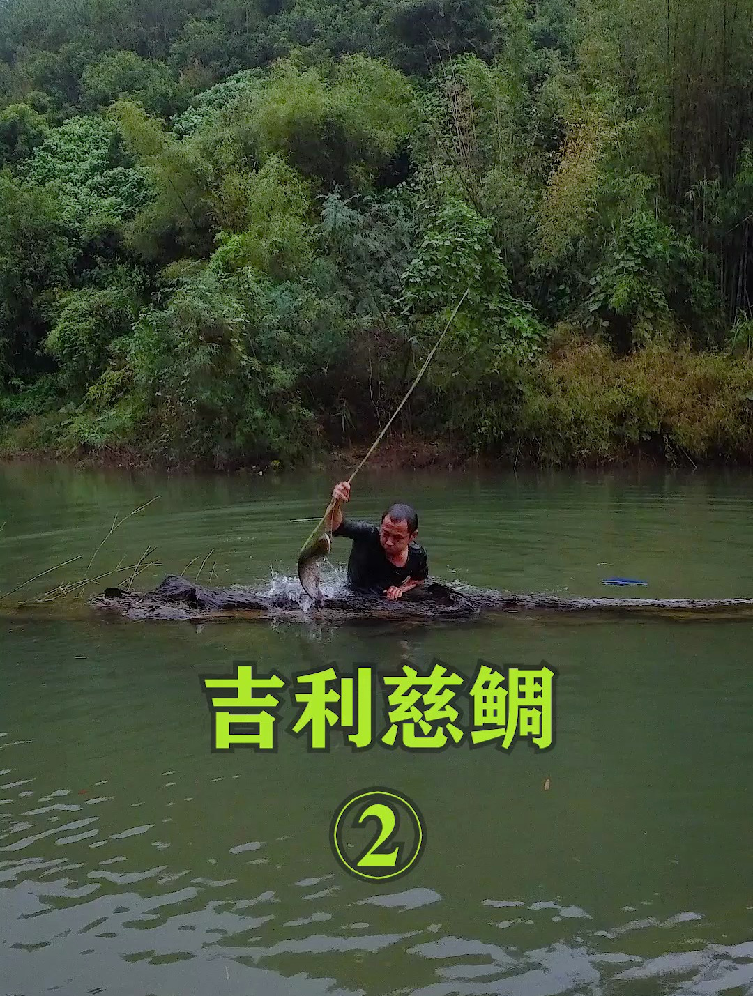 吉利慈鲷这种小鱼别人卖到680一条,M仔说我们不贪388就好了!
