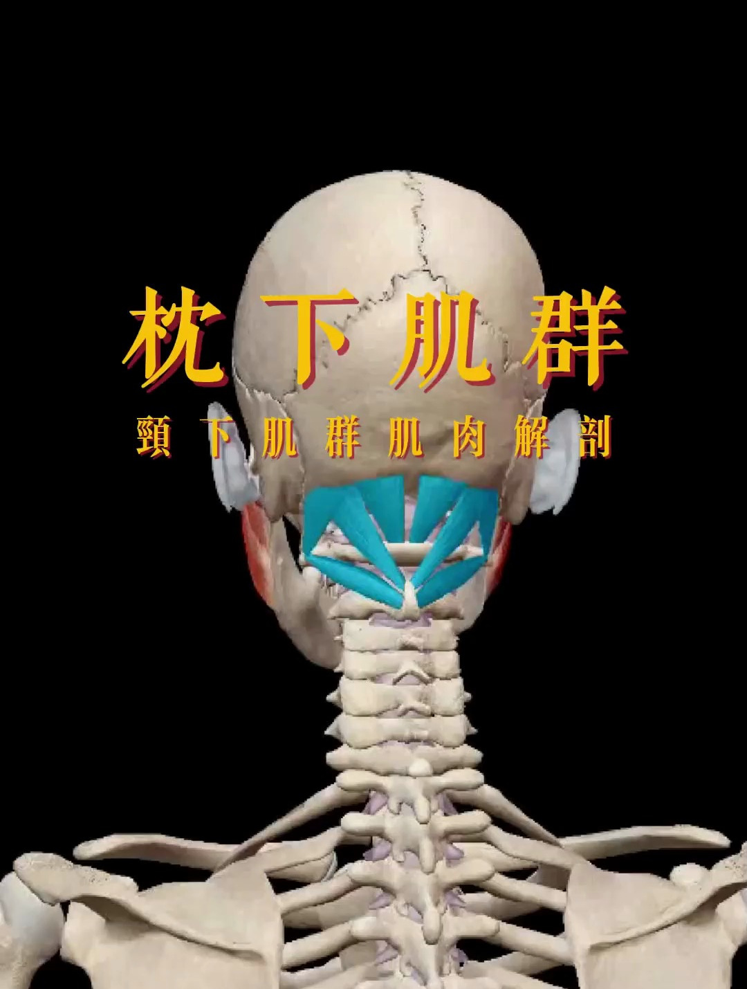 枕下肌群肌肉解剖讲解