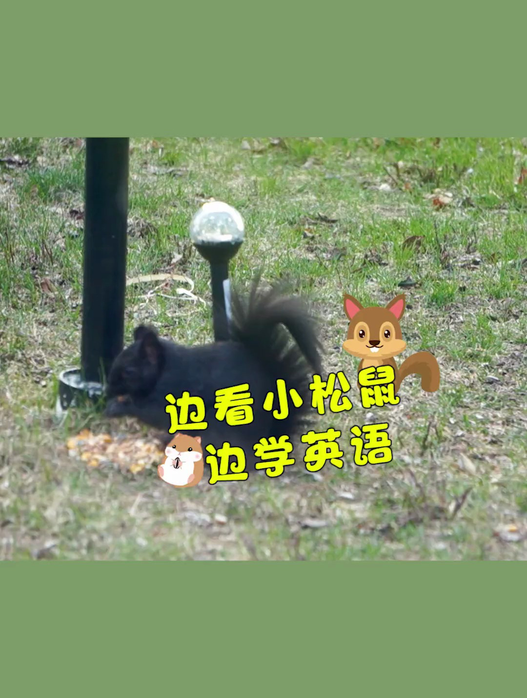 边看小松鼠边学英语