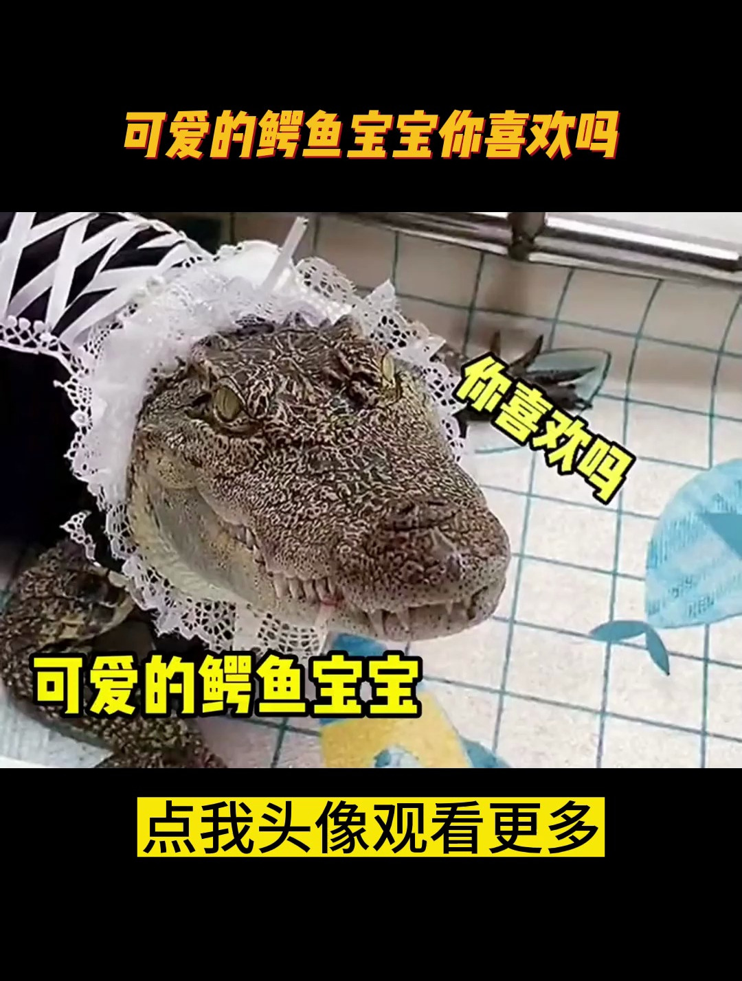 可爱的鳄鱼宝宝你喜欢吗