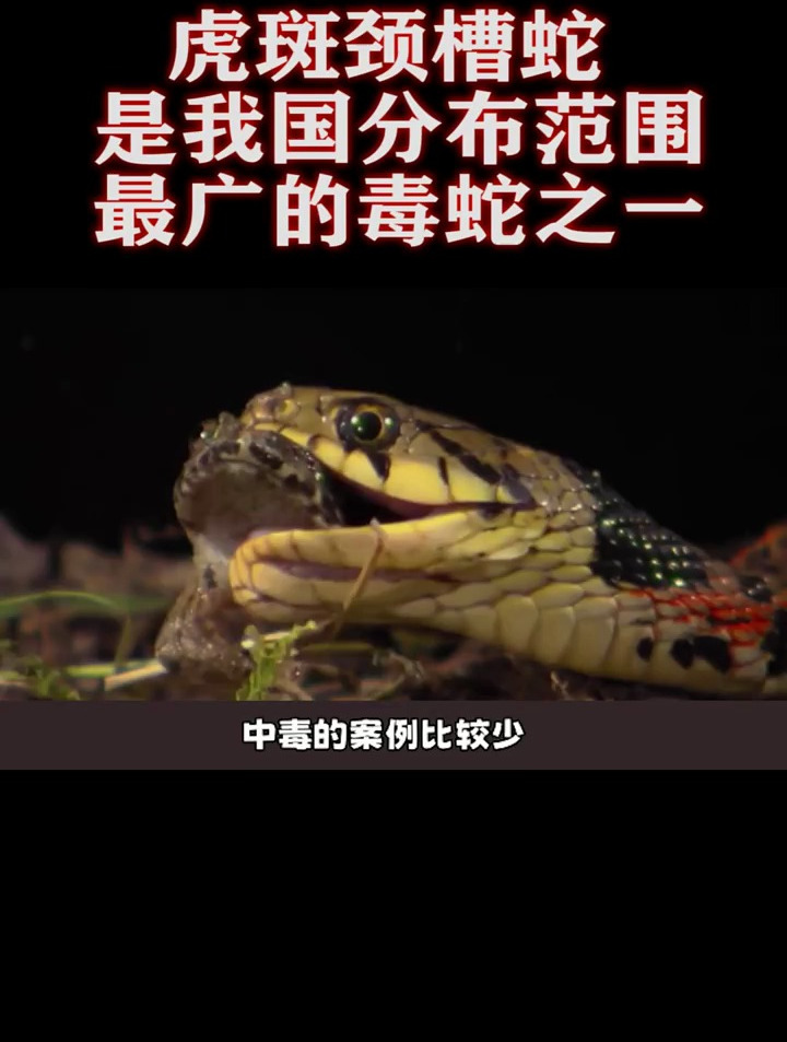 虎斑颈槽蛇居然有人把他当无毒蛇而忽视?