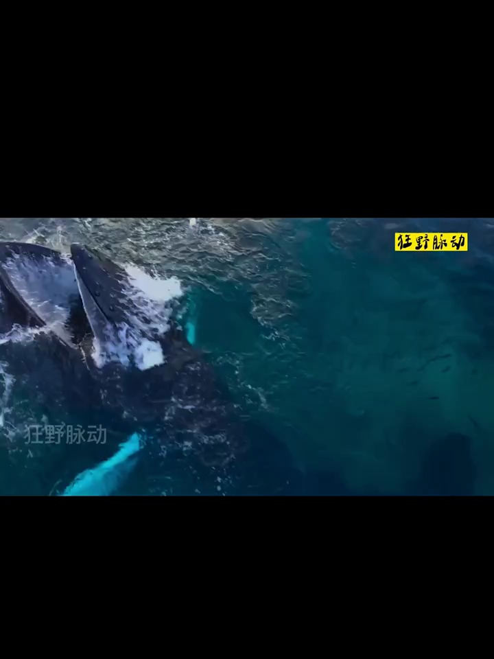 动物世界之 鲸鱼