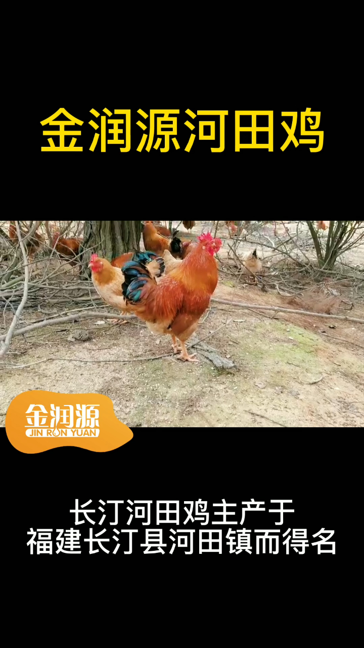 河田鸡介绍3