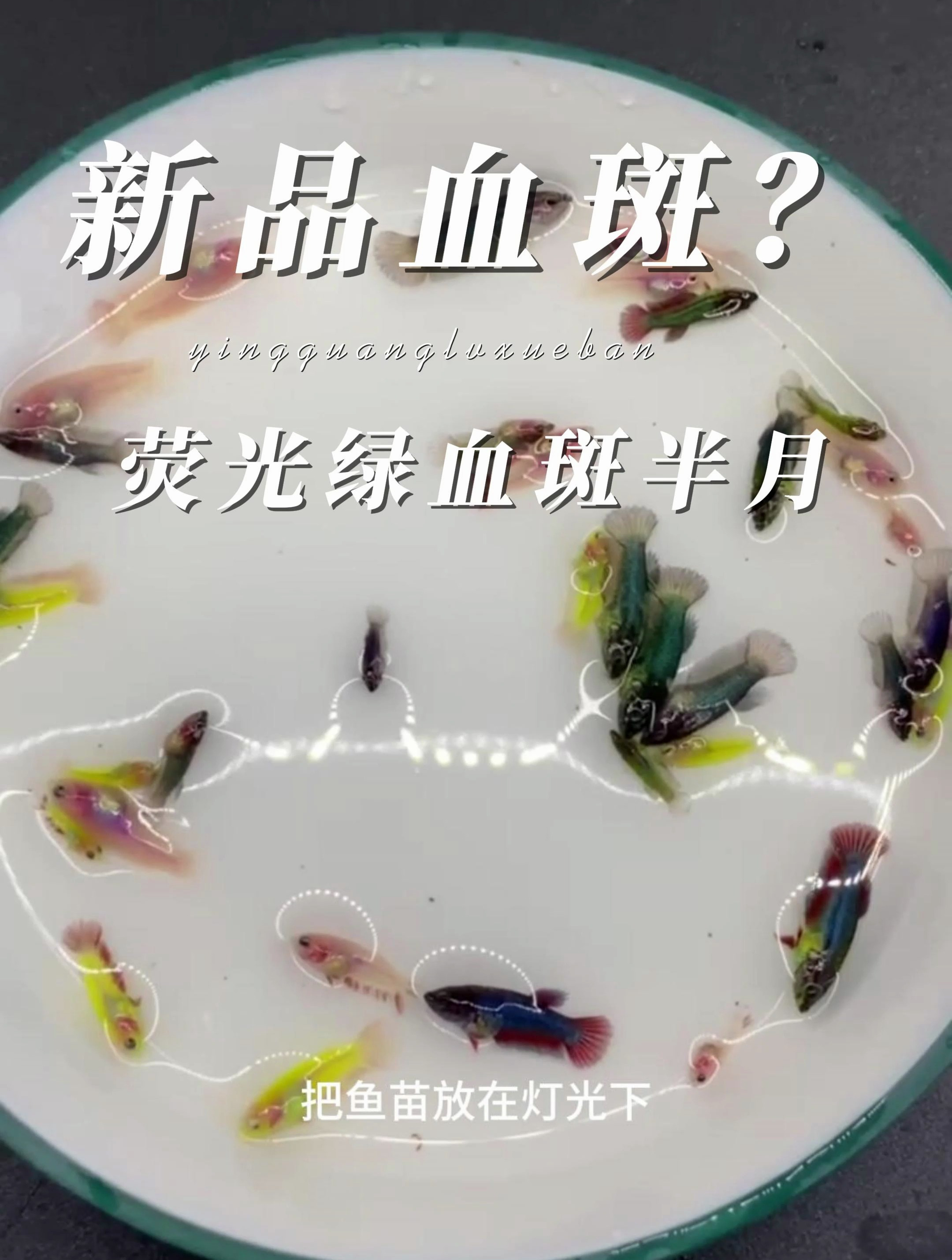 我这是搞出新品血斑斗鱼了吗?荧光绿血斑半月~