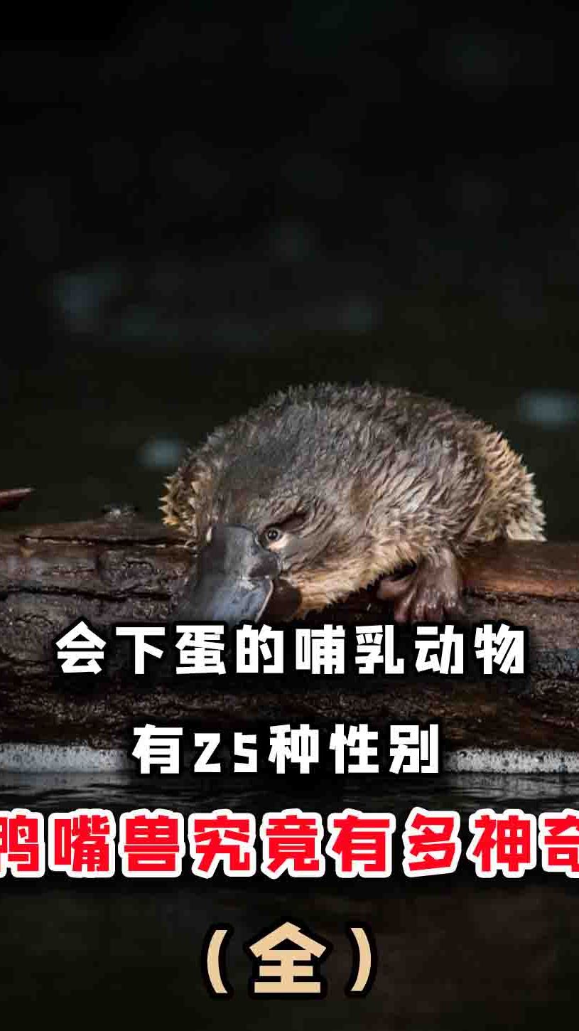 会下蛋的哺乳动物,有25种性别,鸭嘴兽究竟有多神奇?