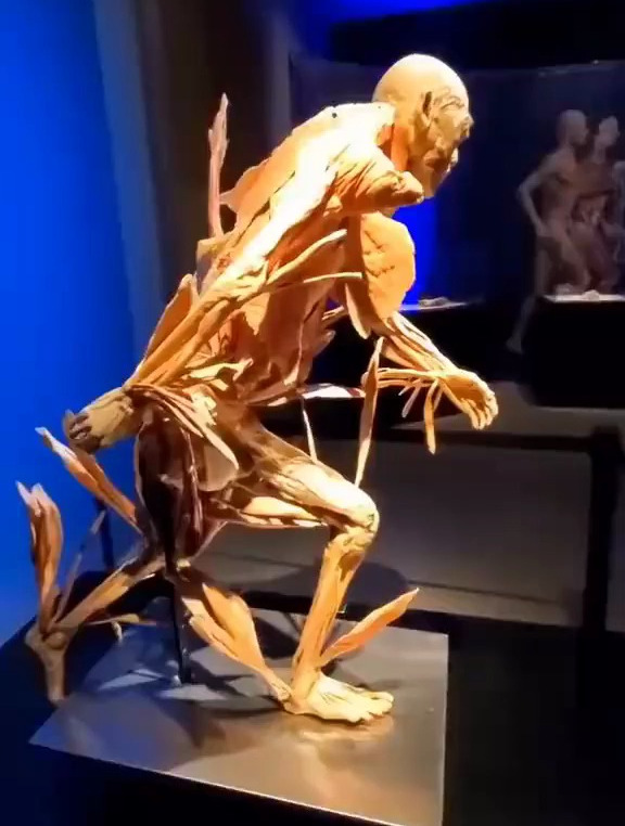 人体标本展示,人体骨骼肌肉之美