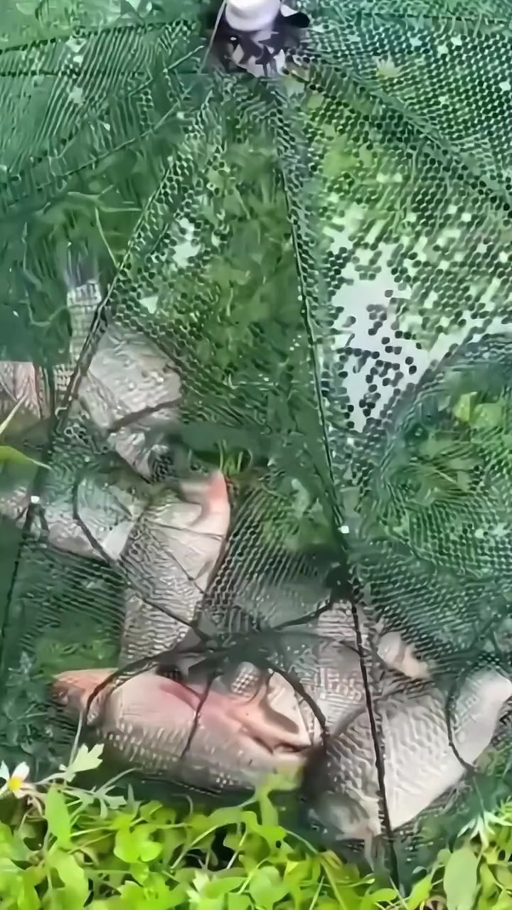 捕鱼捕虾笼只进不出!撒点饵料,等上几个小时,鱼获满满