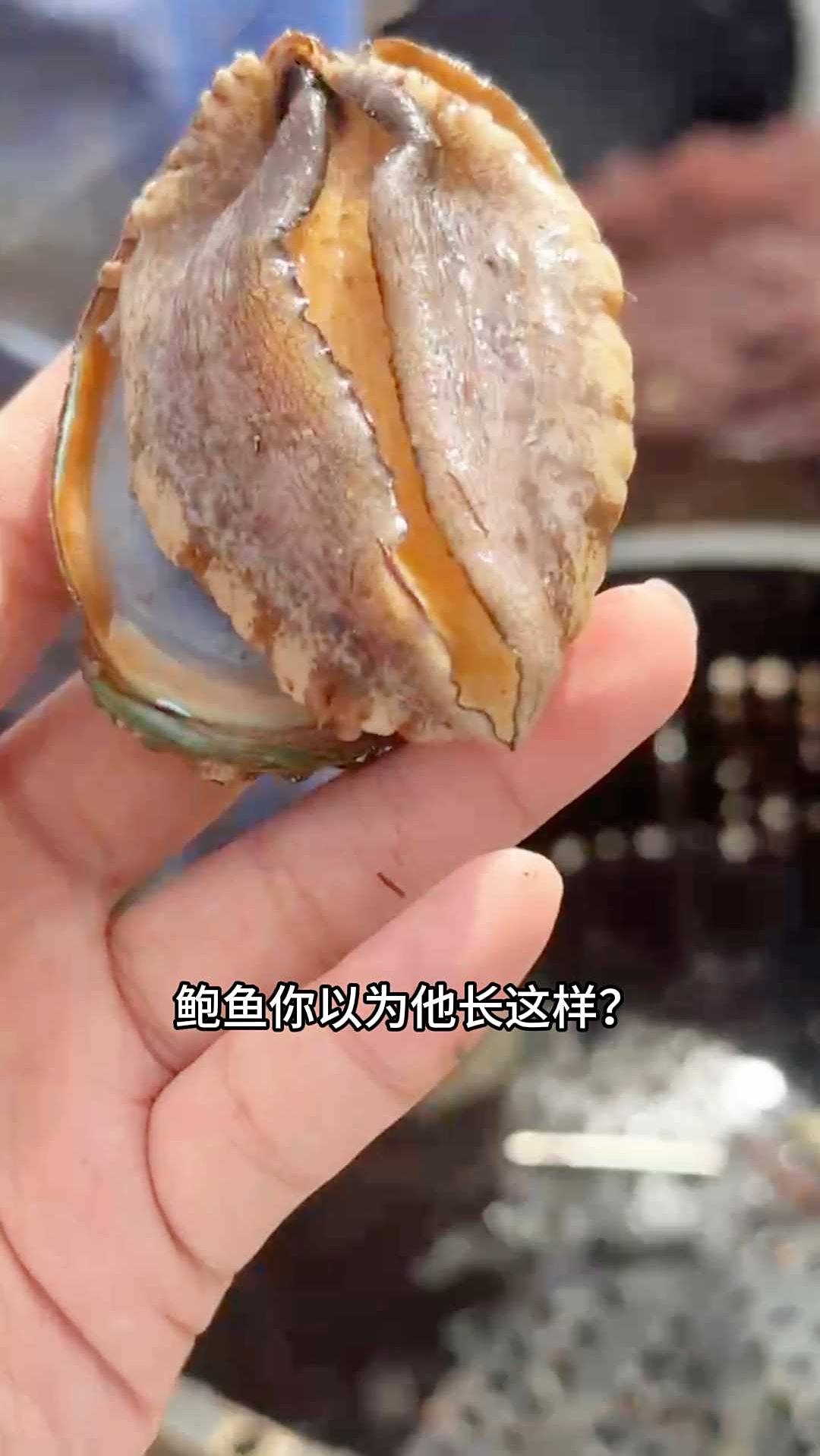 海文铭活冻鲍鱼新鲜直达,活冻保鲜技术,留住鲍鱼最纯粹的味道