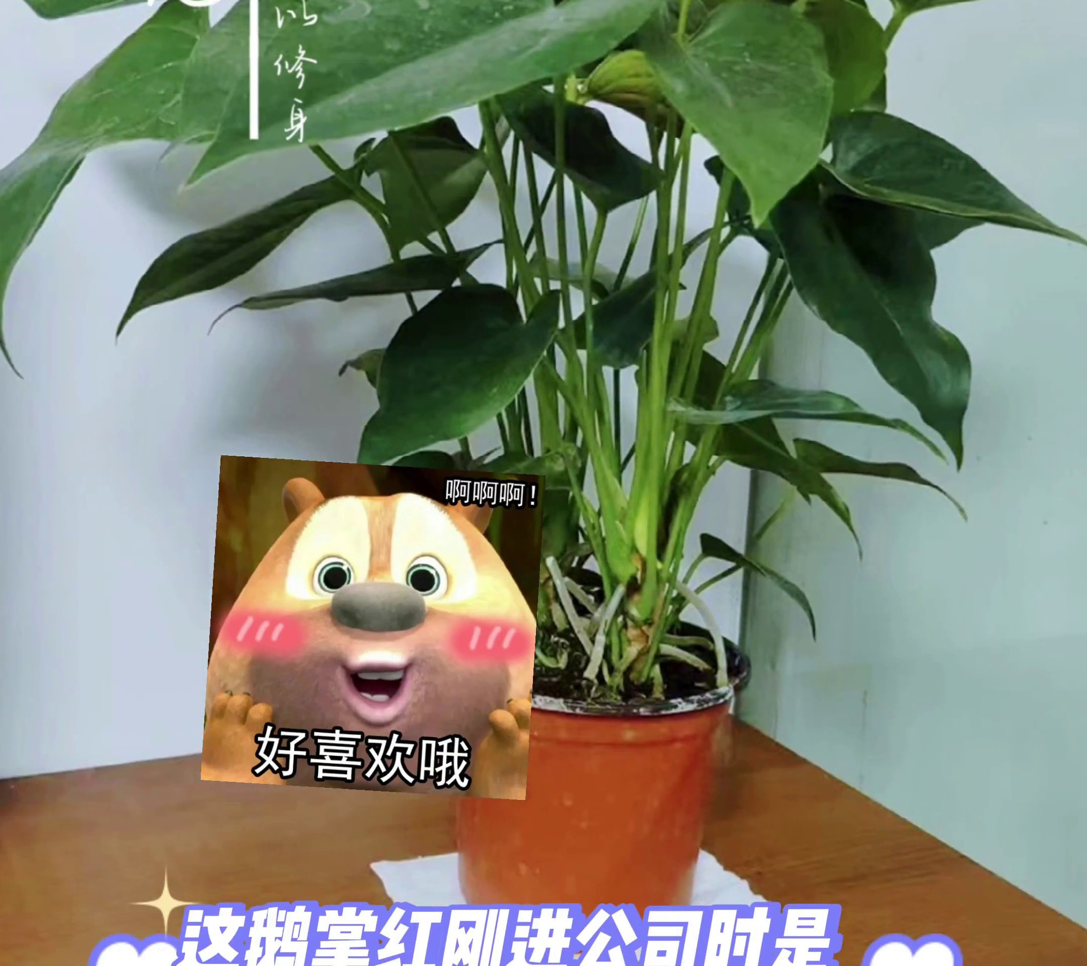 家人们谁懂啊,养殖鹅掌红前后3个月的变化,还有能jiu活嘛