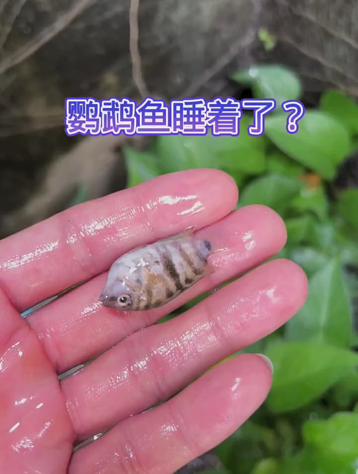 有一条小鹦鹉鱼睡着了