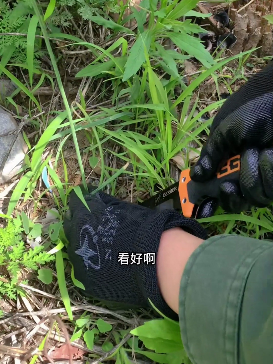 菜中人参-薤白,它的外观长得有点像韭菜