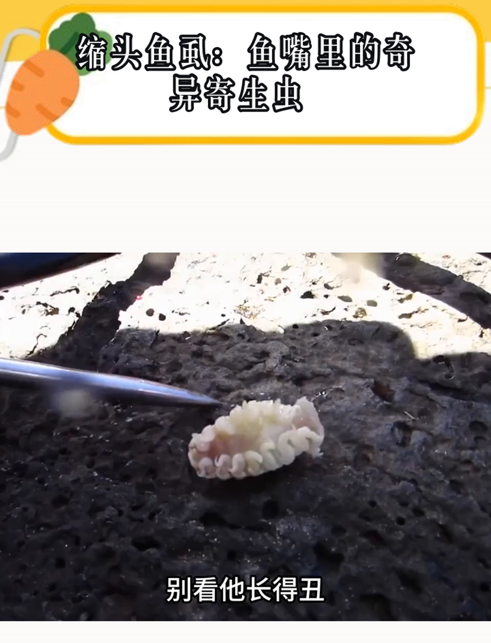 鱼嘴里的怪客:缩头鱼虱的奇妙寄生生活