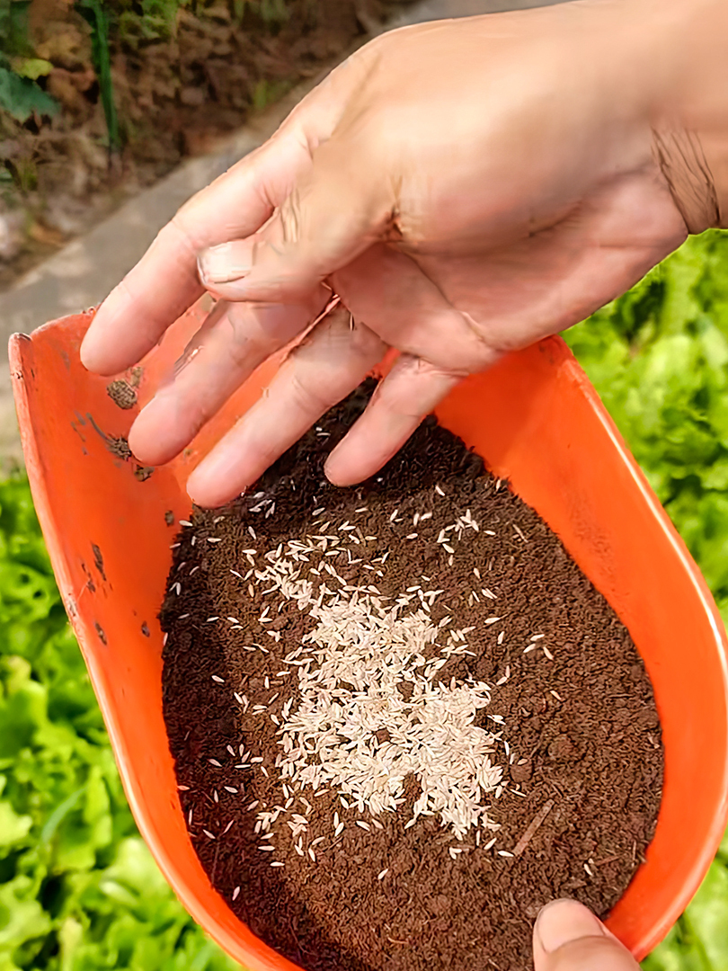 生菜种植小窍门,温水浸泡、稀土裹衣,出苗快又整齐